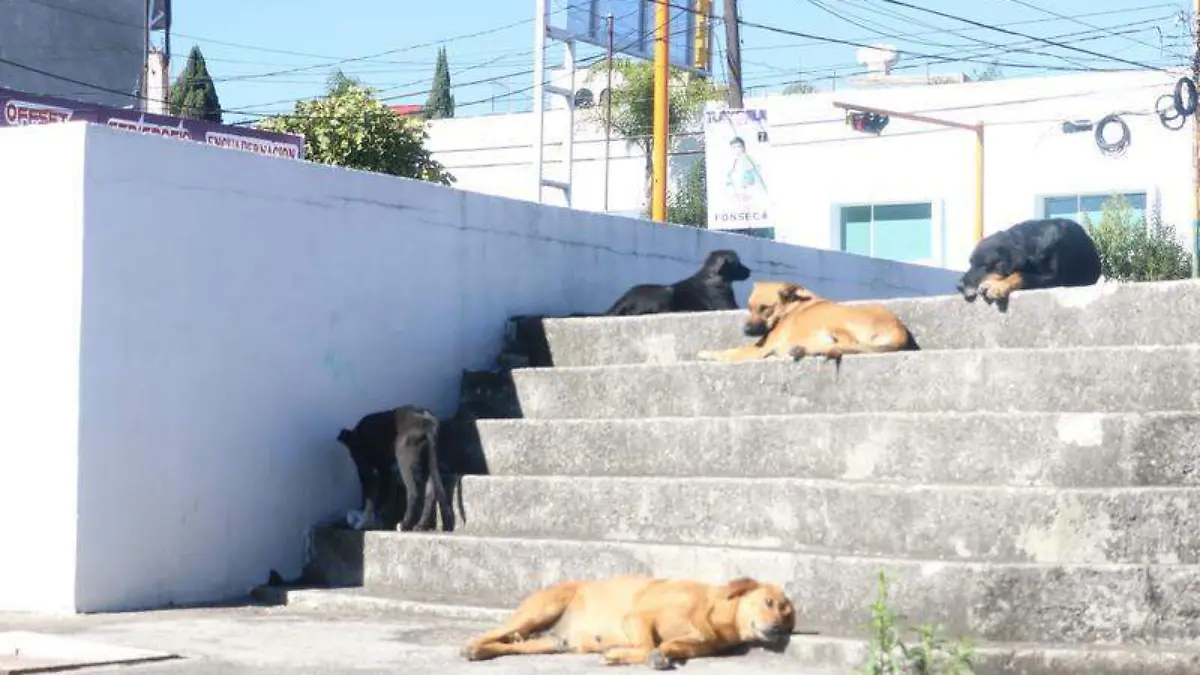 Perros callejeros 1